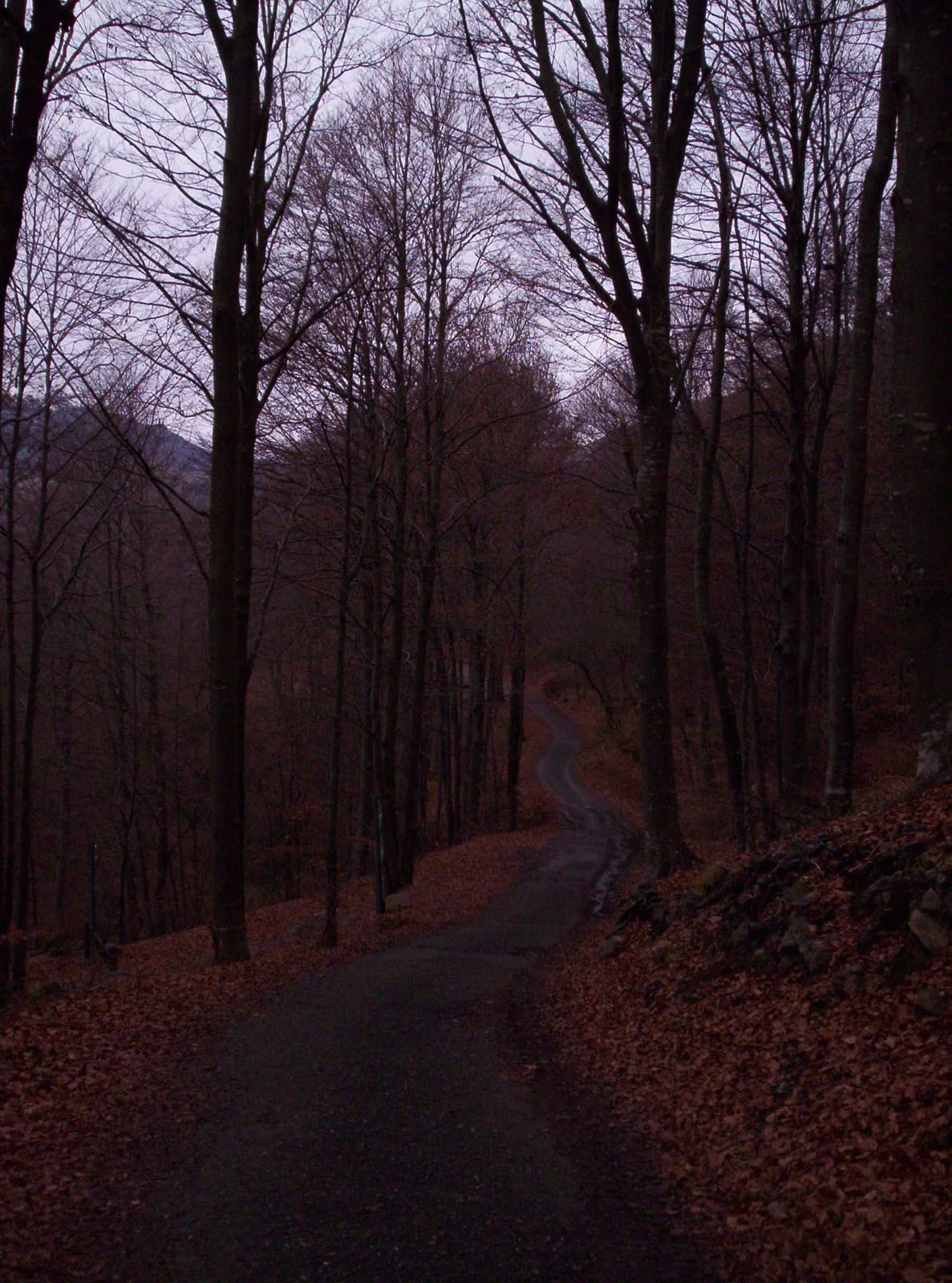 Foto n° 15 del trekking Tre Faggi │ Fuipiano